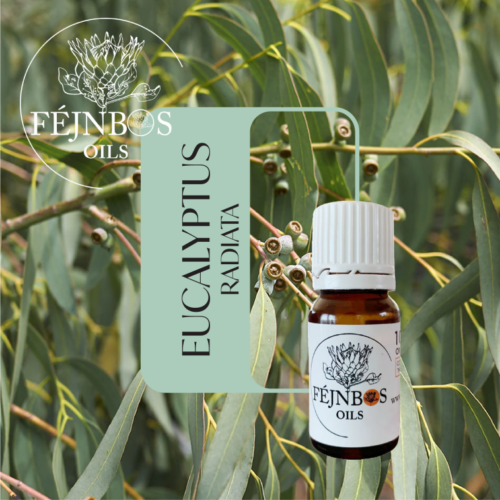 Eucalyptus Radiata EO 5ml