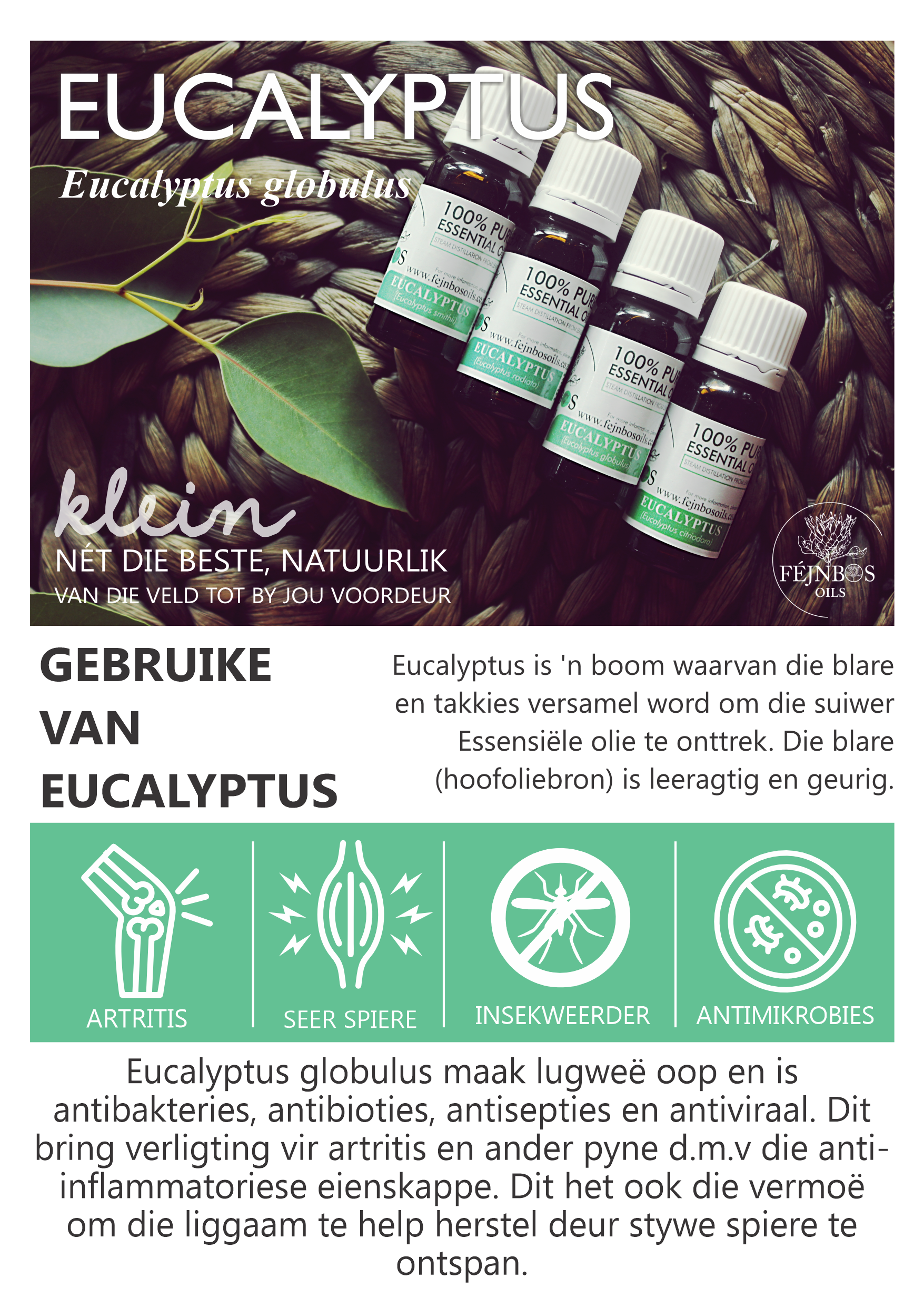 Eucalyptus Globulus EO 5ml - Image 2