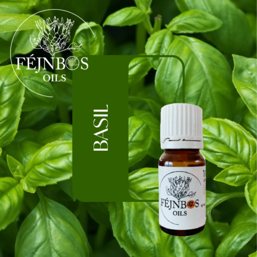 Basil EO 5ml